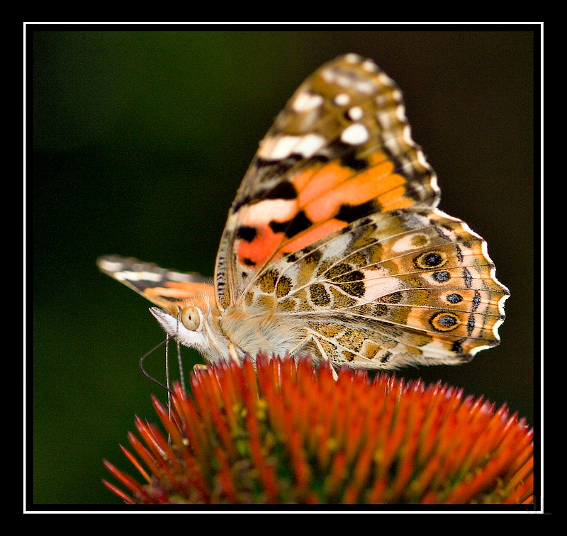 IMG_0424.jpg - Motýl