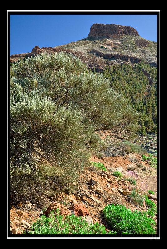 IMG_8425.jpg - Las Canadas de Teide