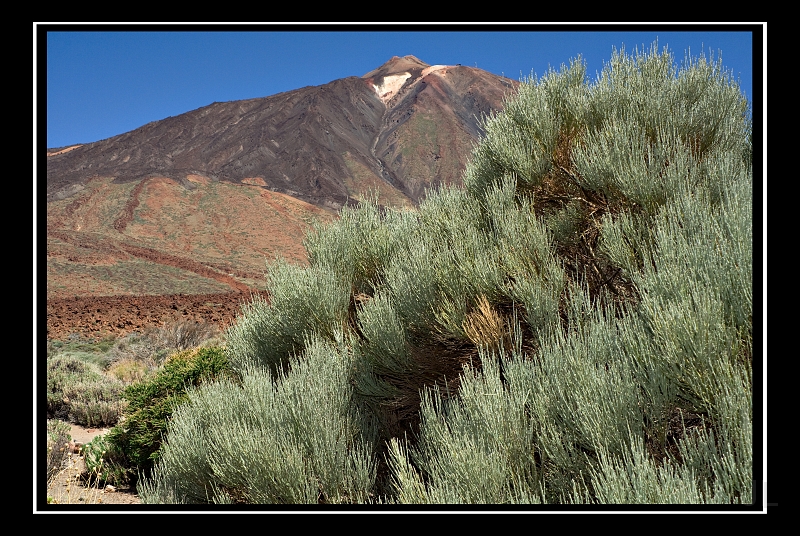 IMG_8504.jpg - Las Canadas de Teide