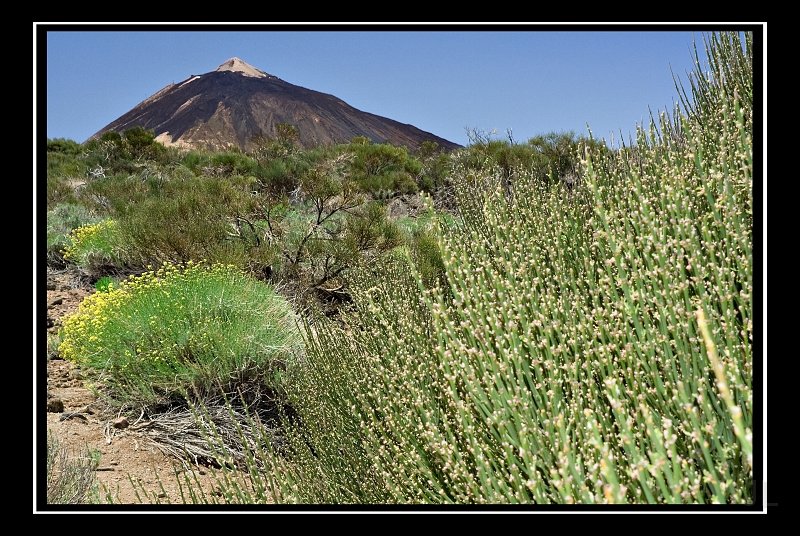 IMG_8569.jpg - Teide