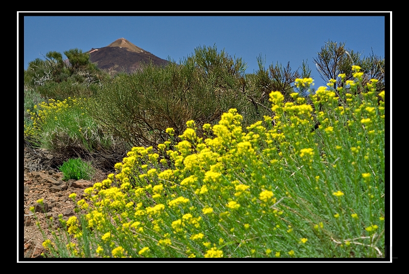 IMG_8571.jpg - Teide